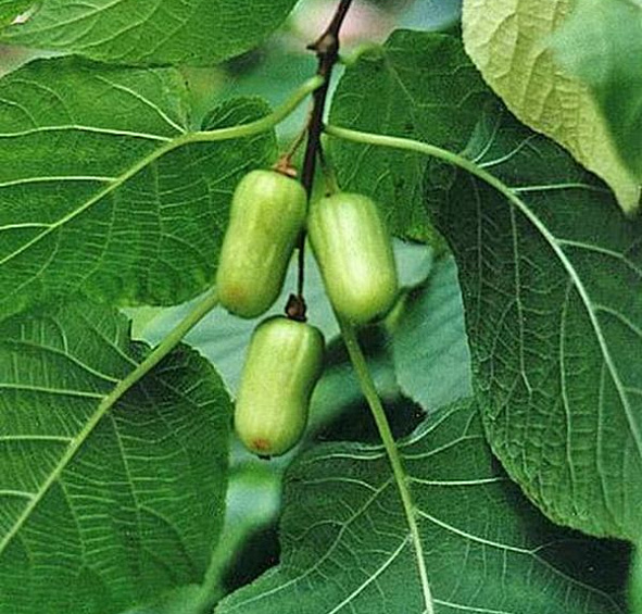 Актинидия Ленинградская ранняя